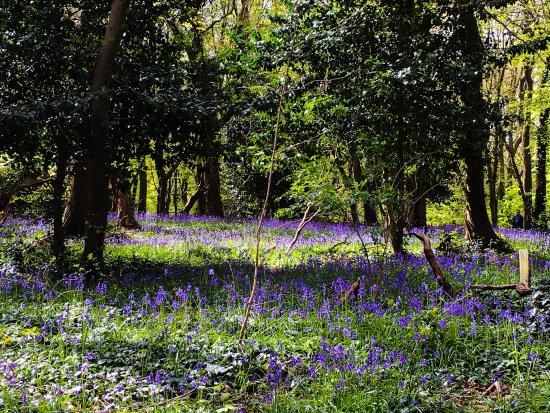 Parco Highgate Wood